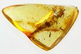 Fossil Bristletail (Machilidae) In Baltic Amber #310945-1